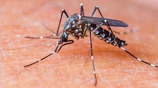 डेंगू के ये लक्षण दिखे तो लापरवाही नहीं बरतें, 102 करें डायल: सिविल सर्जन