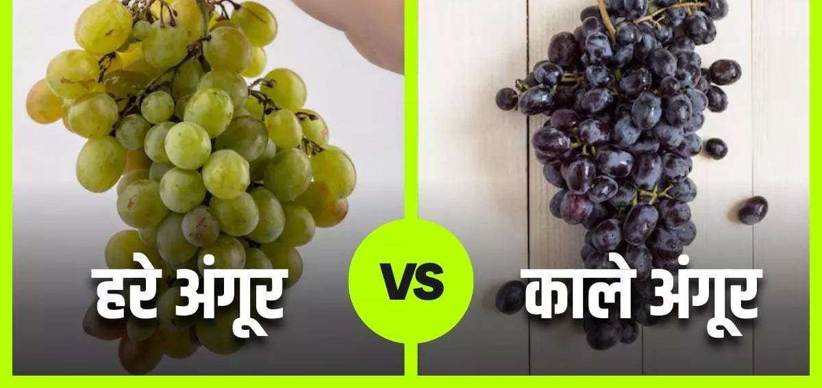 हरे या काले, कौन-से अंगूर होते हैं सेहत के लिए ज्यादा फायदेमंद?यहां दूर करें कन्फ्यूजन